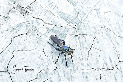 Beach Robber fly  Fall,Geotagged