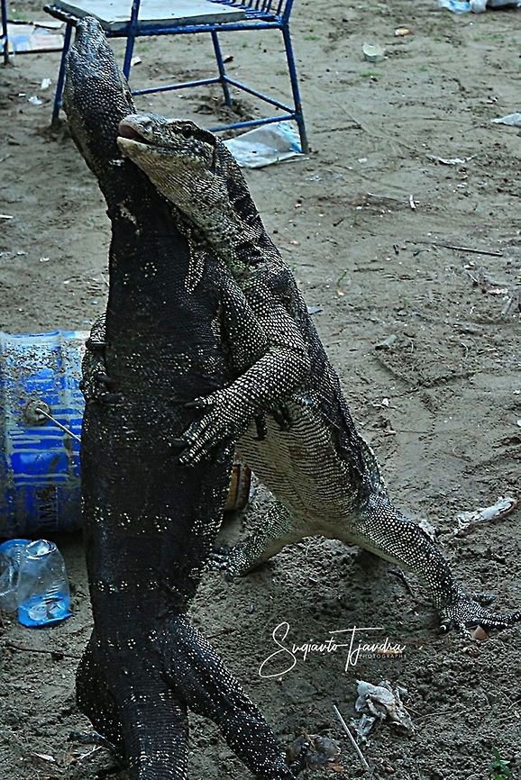 "Let's Tango Dance" Biawak, Monitor Lizards  Fall,Geotagged