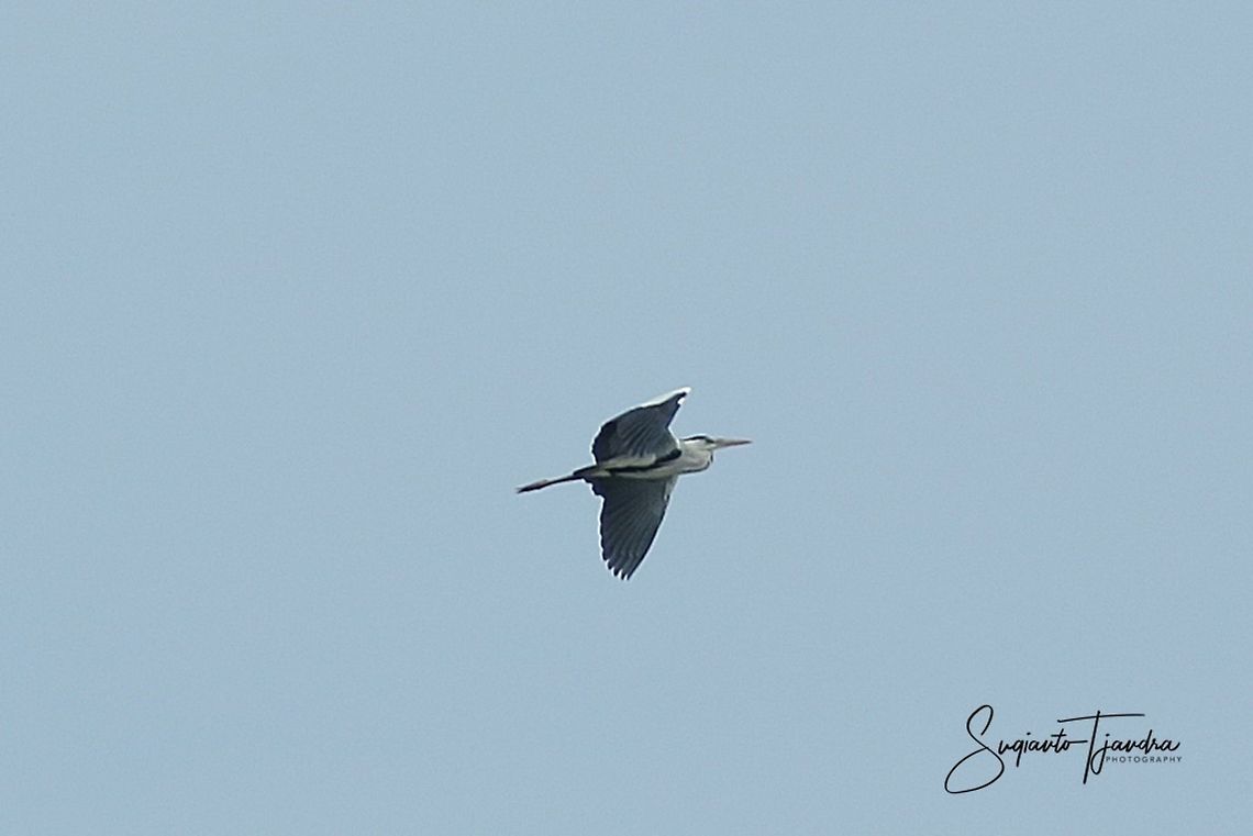 The flying egret bird (Egretta garzetta)  Fall,Geotagged