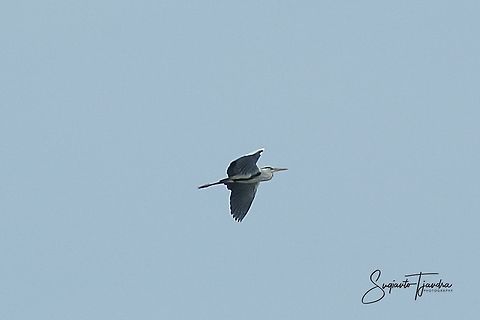 The flying egret bird (Egretta garzetta)  Fall,Geotagged