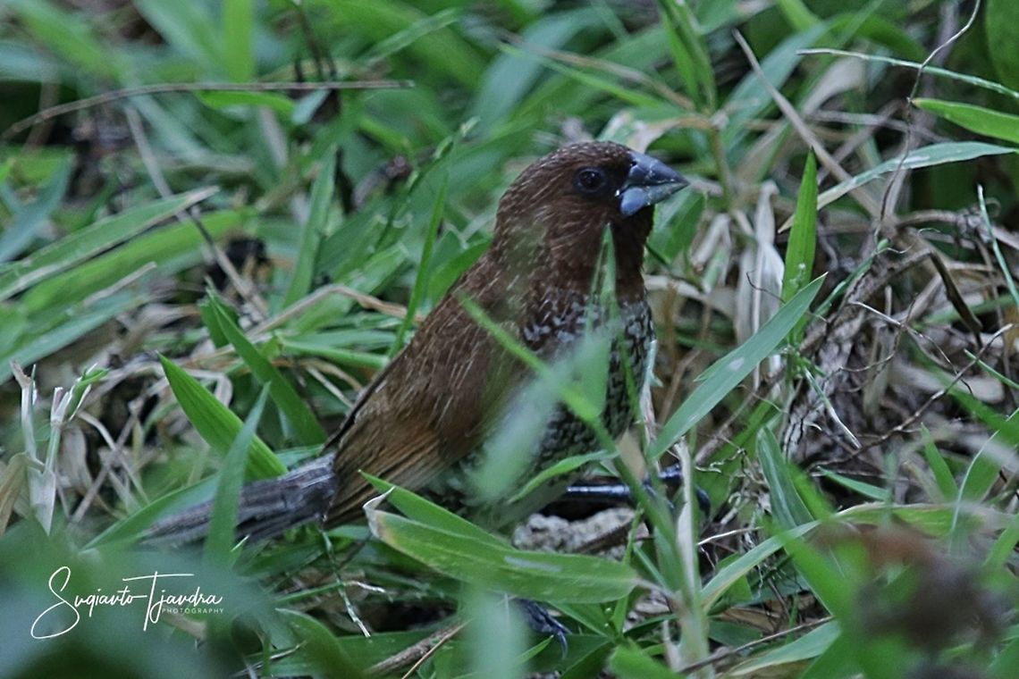 Burung Bondol,  Scaly-breasted Munia (Lonchura punctulata)  Fall,Geotagged,Lonchura punctulata,Scaly-breasted munia