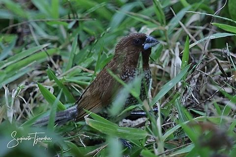 Burung Bondol,  Scaly-breasted Munia (Lonchura punctulata)  Fall,Geotagged,Lonchura punctulata,Scaly-breasted munia