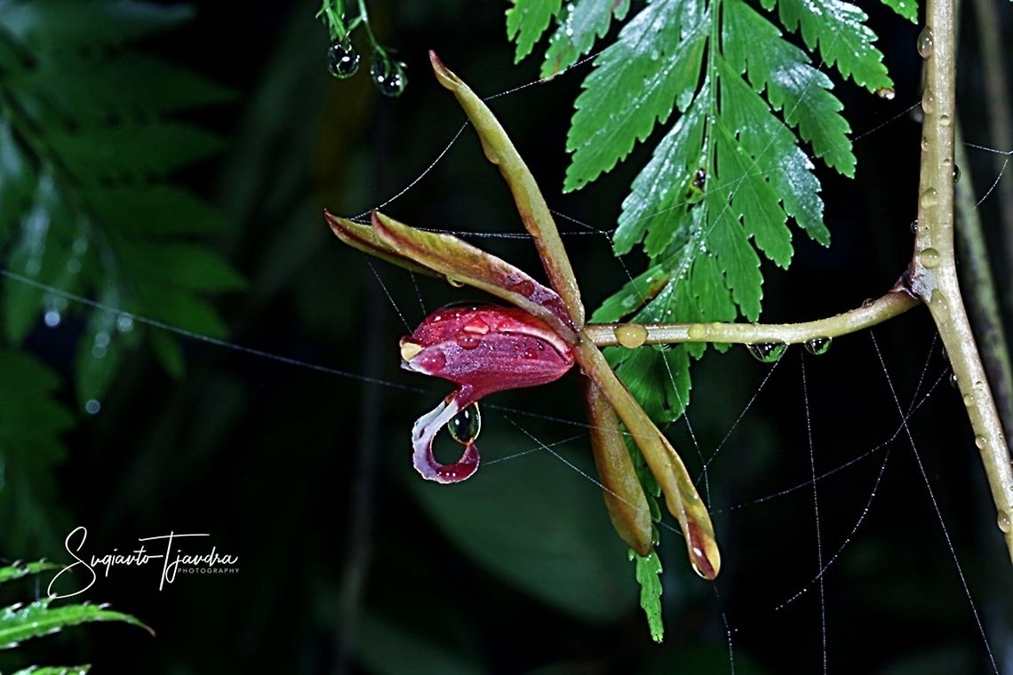 Native Orchid flower ( Cymbidium finlaysonianum )  Cymbidium finlaysonianum,Fall,Geotagged,Indonesia