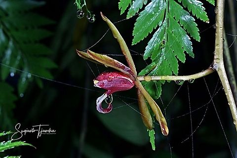 Native Orchid flower ( Cymbidium finlaysonianum )  Cymbidium finlaysonianum,Fall,Geotagged,Indonesia