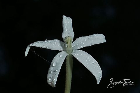Kitolod - Star of Bethlehem flower (Hippobroma longiflora)  Fall,Geotagged,Hippobroma longiflora,Indonesia