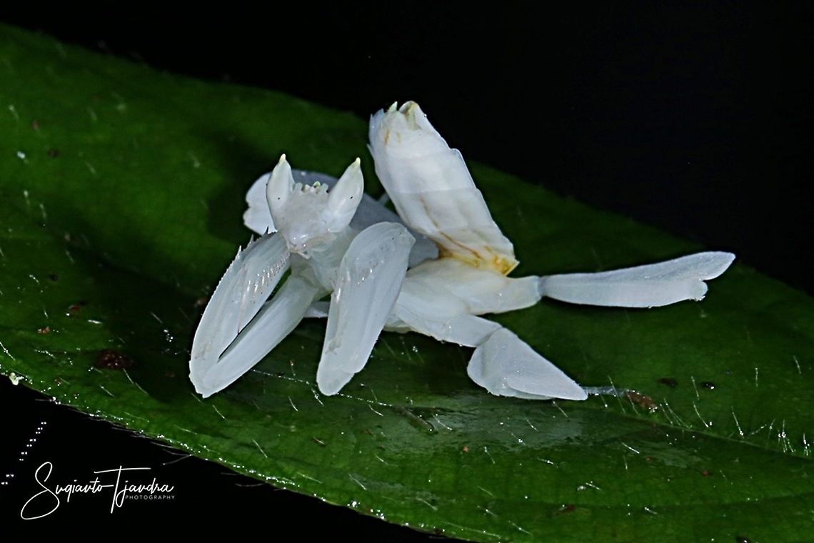 "Just relaxing" White flower mantis, Hymenopus (Hymenopodidae)  Fall,Geotagged,Indonesia