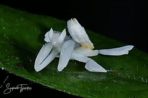 "Just relaxing" White flower mantis, Hymenopus (Hymenopodidae)  Fall,Geotagged,Indonesia