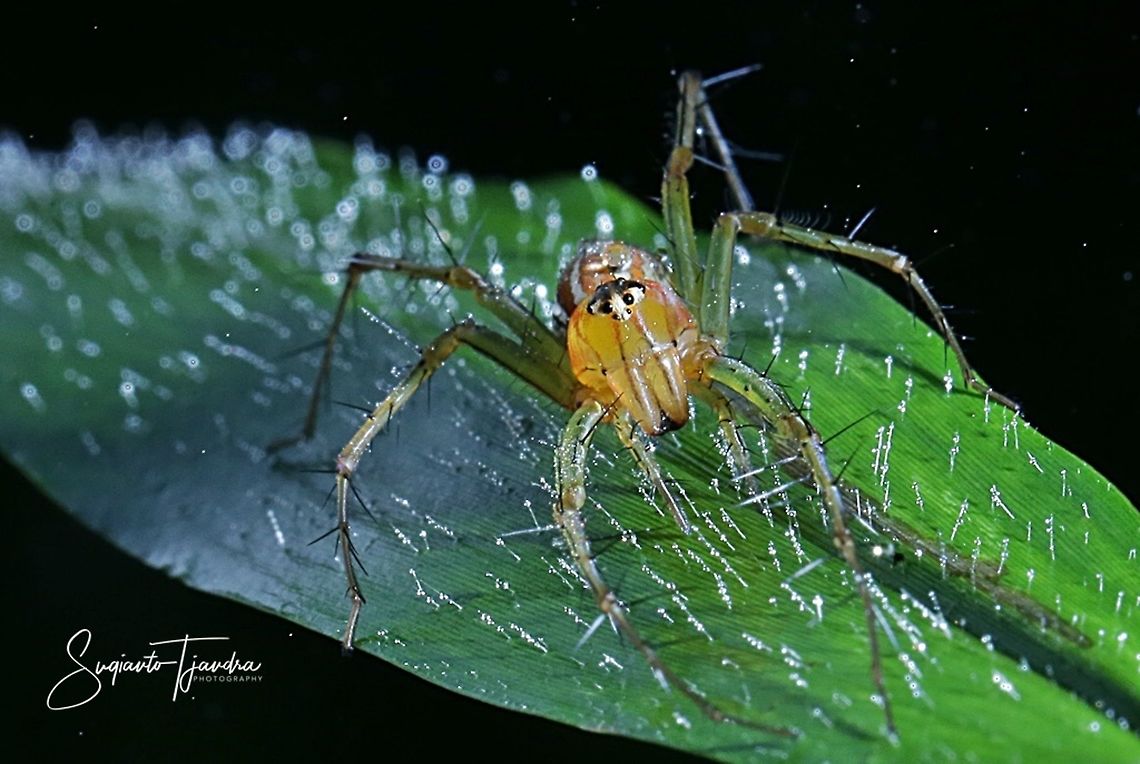 Lynx Spider (Oxyopidae sp.)  Fall,Geotagged,Indonesia