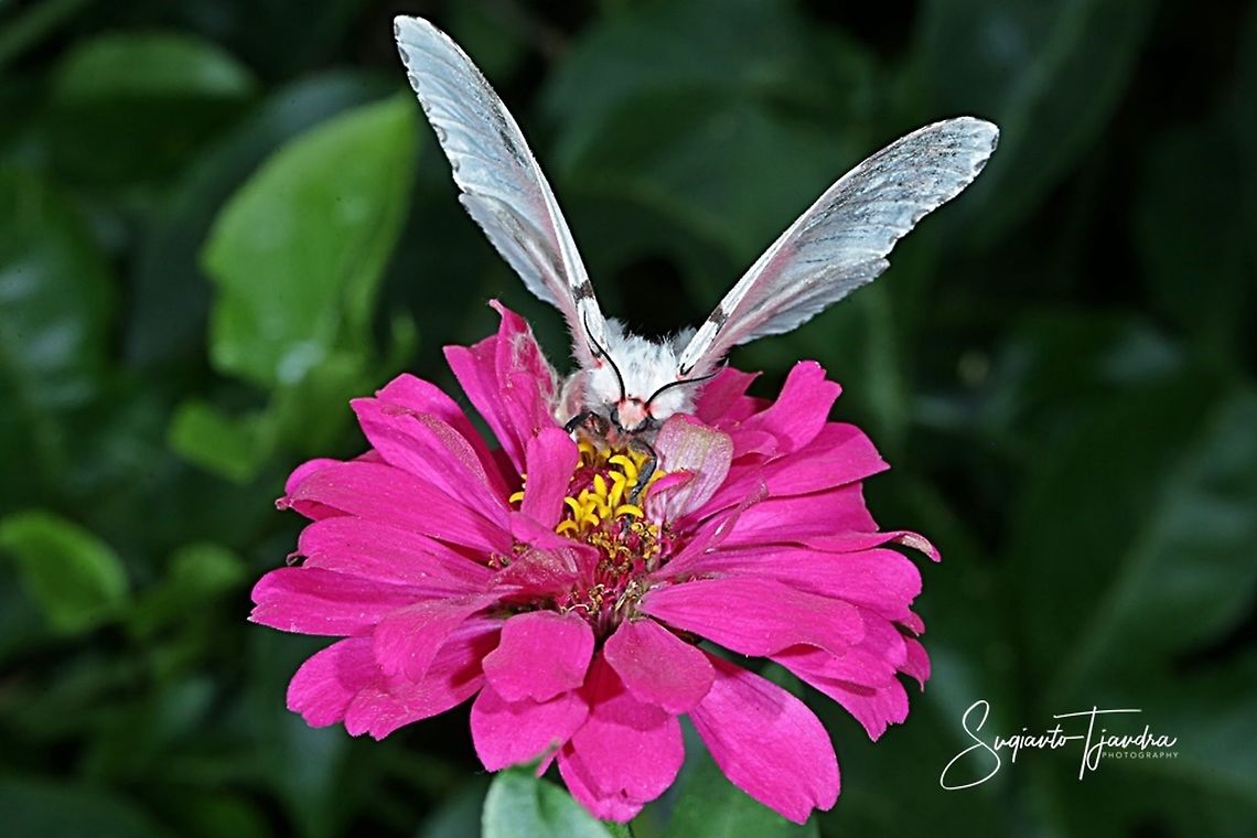 Tussock Moth (Lymantria marginalis) on Zinnia flower  Fall,Geotagged,Indonesia,Lymantria marginalis