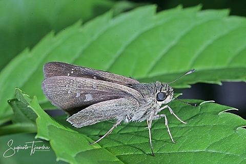 Skipper Butterfly, small branded swift (Pelopidas agna)  Dark branded swift,Fall,Geotagged,Indonesia,Pelopidas agna
