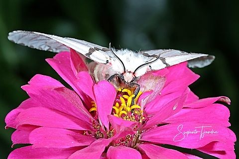 Tussock Moth (Lymantria marginalis) on Zinnia flower  Fall,Geotagged,Indonesia,Lymantria marginalis