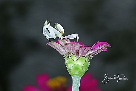 White flower mantis, Hymenopus (Hymenopodidae)  Fall,Geotagged,Indonesia