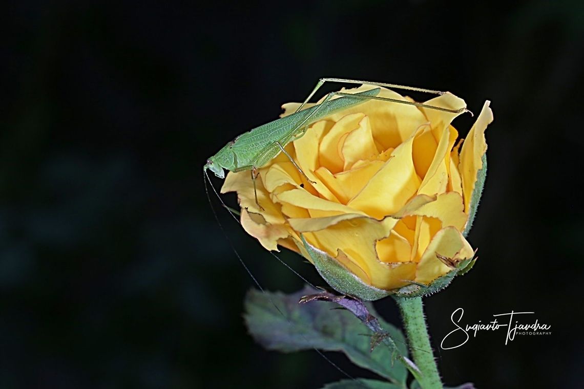 Fork-tailed Bush Katydid, Tettigoniidae on Yellow Rose  Fall,Geotagged,Indonesia