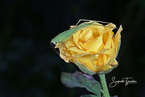 Fork-tailed Bush Katydid, Tettigoniidae on Yellow Rose  Fall,Geotagged,Indonesia