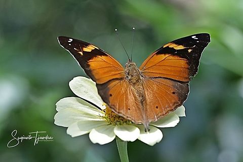 Autumn leaf butterfly, Doleschallia bisaltide (upperside)  Autumn Leaf,Doleschallia bisaltide,Fall,Geotagged,Indonesia