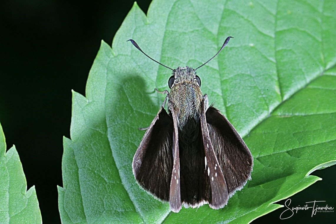 Skipper Butterfly, small branded swift (Pelopidas agna)  Dark branded swift,Fall,Geotagged,Indonesia,Pelopidas agna