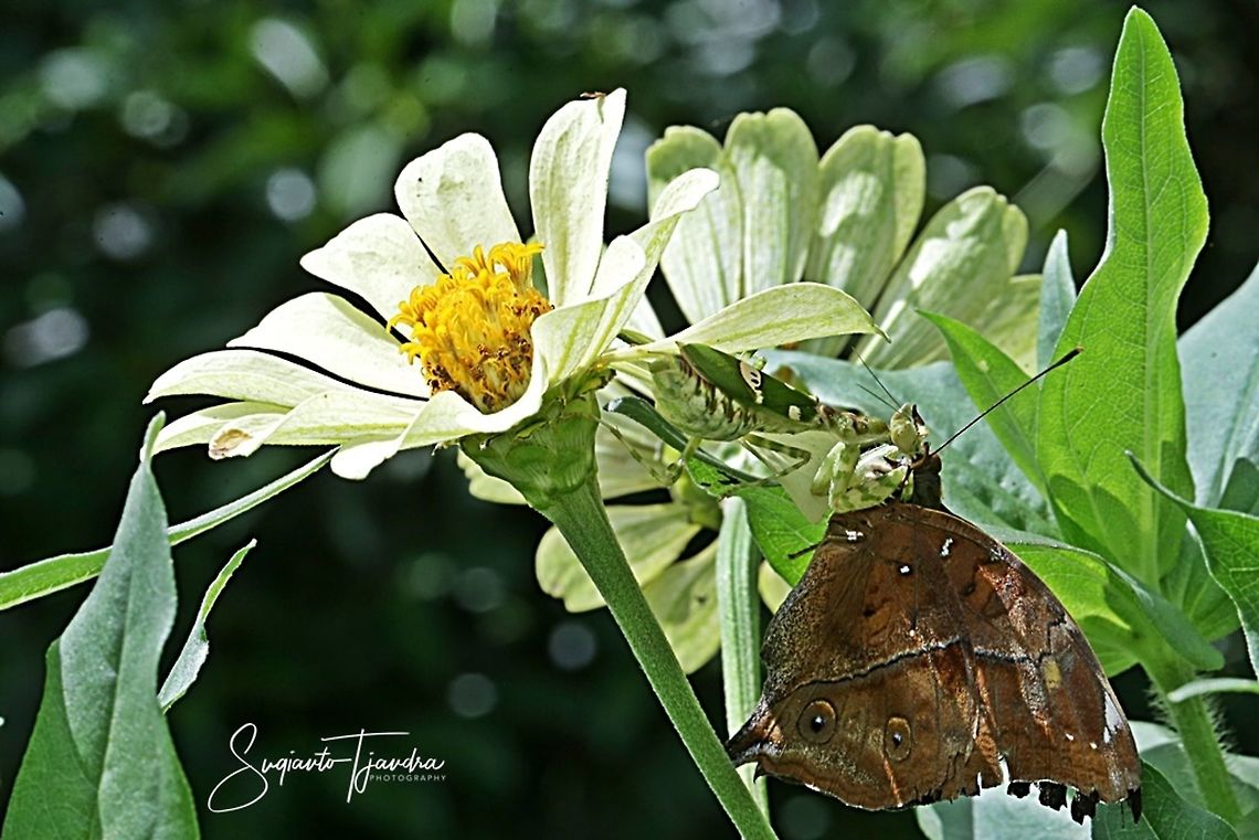 "The Predator" Flower mantis - Creobroter Sp w/prey (Autumn leaf butterfly)  Fall,Geotagged,Indonesia