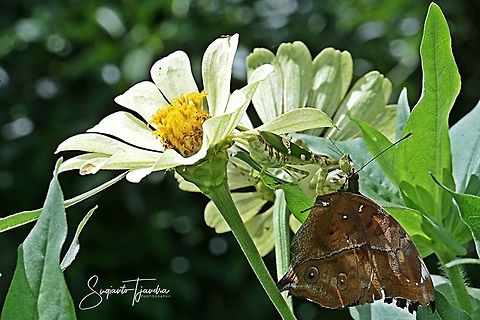 "The Predator" Flower mantis - Creobroter Sp w/prey (Autumn leaf butterfly)  Fall,Geotagged,Indonesia
