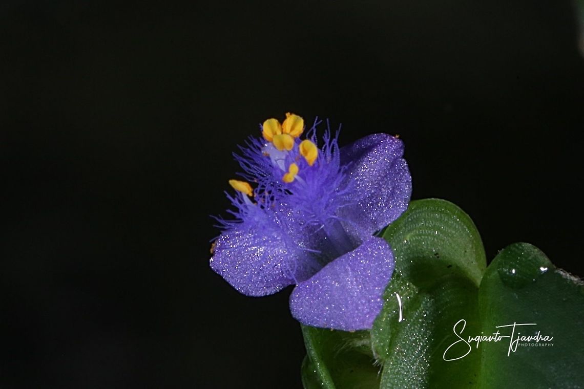 Violet tiny flower of weeds  Fall,Geotagged,Indonesia