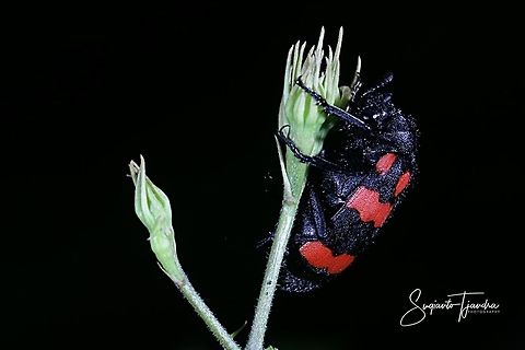 Orange Blister Beetle, Mylabris pustulata  Fall,Geotagged,Indonesia,Mylabris pustulata