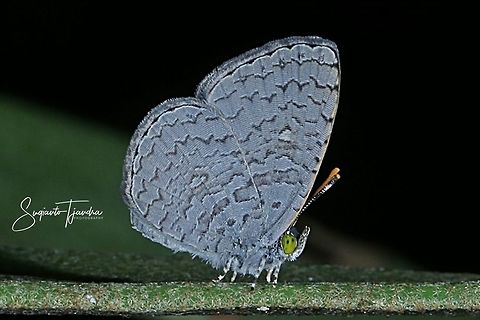 Apefly butterfly - Spalgis epeus  Apefly,Fall,Geotagged,Indonesia,Spalgis epeus
