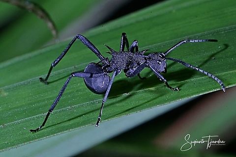 Black Spiny Ant (Polyrhachis armata)  Fall,Geotagged,Indonesia,Polyrhachis armata
