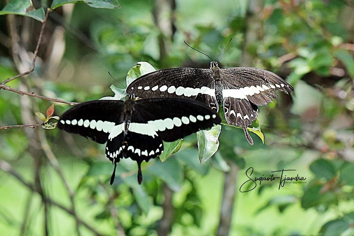 A pair of Papilio demolion, the banded swallowtail  Banded Swallowtail,Fall,Geotagged,Indonesia,Papilio demolion