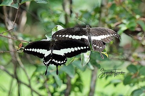 A pair of Papilio demolion, the banded swallowtail  Banded Swallowtail,Fall,Geotagged,Indonesia,Papilio demolion