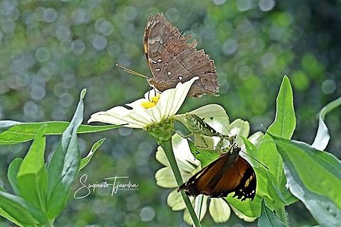 An Autumn leaf butterfly, Doleschallia bisaltide is sucking nectar whilst underneath, "The Predator",  Flower mantis - Creobroter Sp preying on his friend  Autumn Leaf,Doleschallia bisaltide,Fall,Geotagged,Indonesia