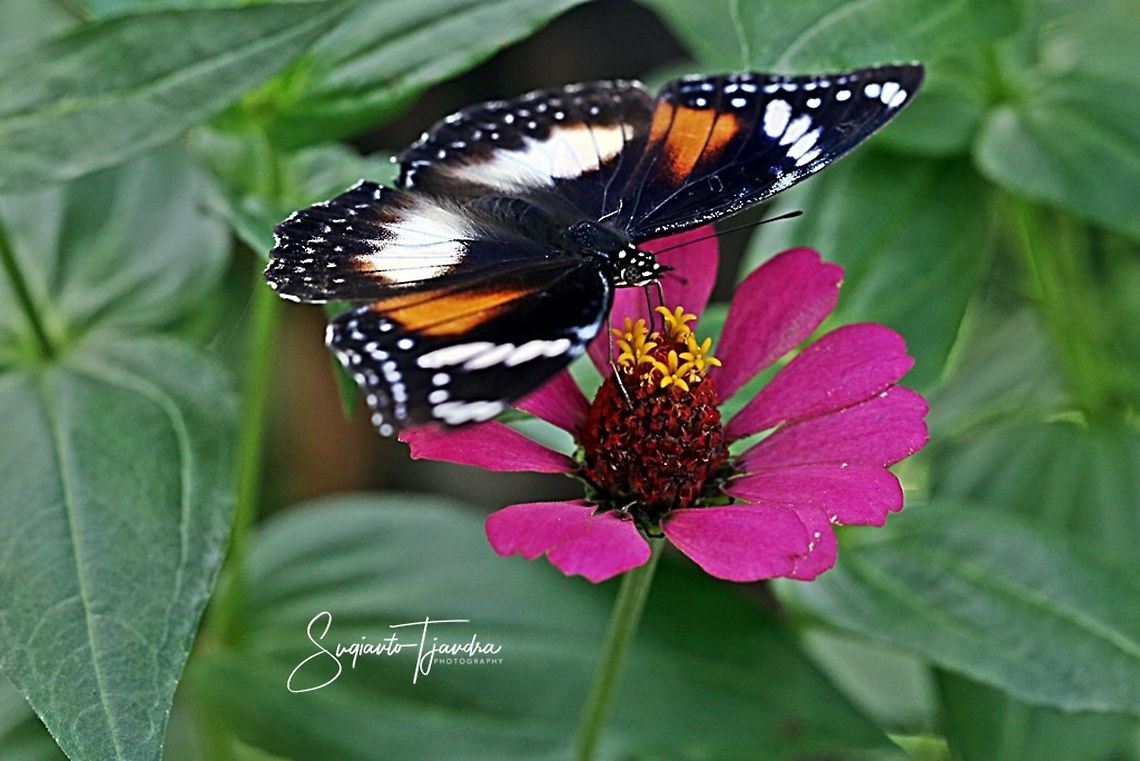 The great eggfly, Hypolimnas bolina bolina f nerina - female  Fall,Geotagged,Great eggflys,Hypolimnas bolina,Indonesia
