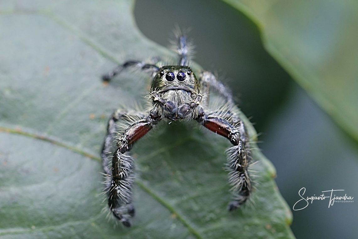 Jumping Spider  Fall,Geotagged,Indonesia