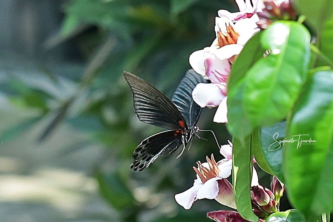 Great Mormon Butterfly, Papilio Memnon Agenor  Fall,Geotagged,Great Mormon,Indonesia,Papilio memnon