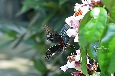 Great Mormon Butterfly, Papilio Memnon Agenor  Fall,Geotagged,Great Mormon,Indonesia,Papilio memnon