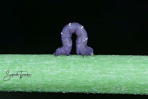 Geometer Moth Caterpillar  Fall,Geotagged,Indonesia