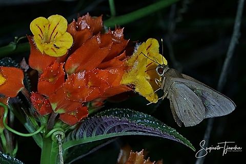 Red-Eyed Banana Skipper Butterfly, Erionota Thrax sucking nectar on the Sunset bells flowers (Chrysothemis pulchella)  Erionota thrax,Fall,Geotagged,Indonesia,Palm redeye