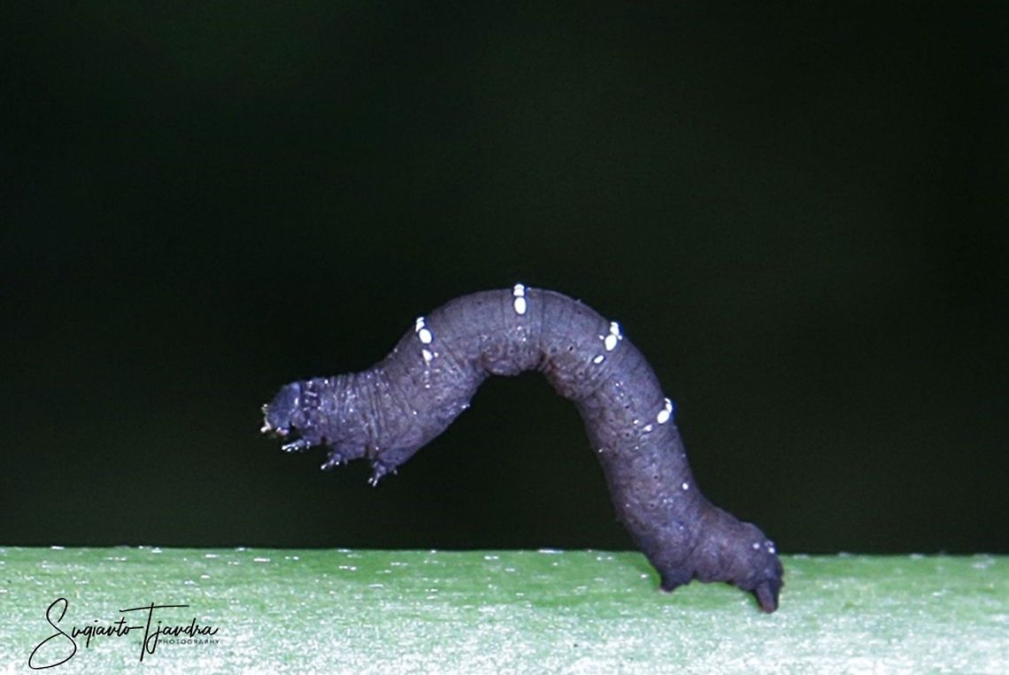 Geometer Moth Caterpillar  Fall,Geotagged,Indonesia