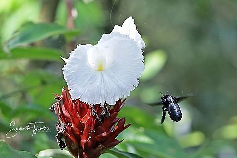 Black Carpenter Bee is hovering on the Crepe Ginger flower, Costaceae  Fall,Geotagged,Indonesia