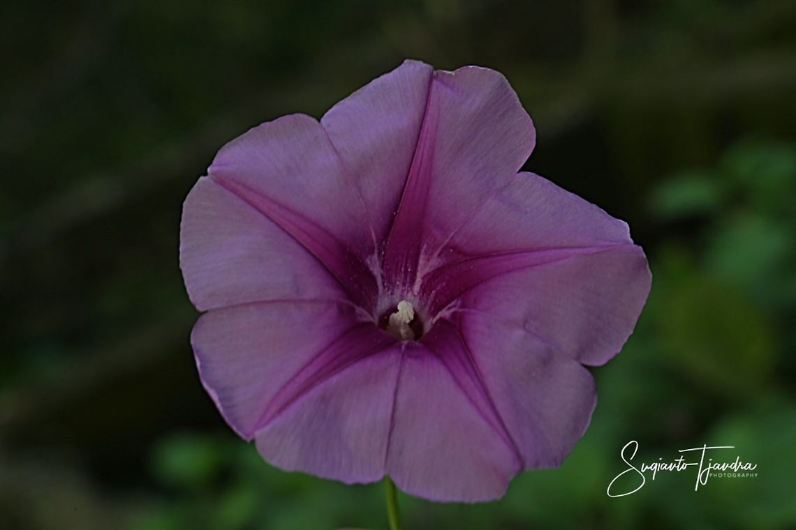 Beach Morning Glory, Ipomoea pes-caprae (family Convolvulaceae)  Fall,Geotagged,Indonesia