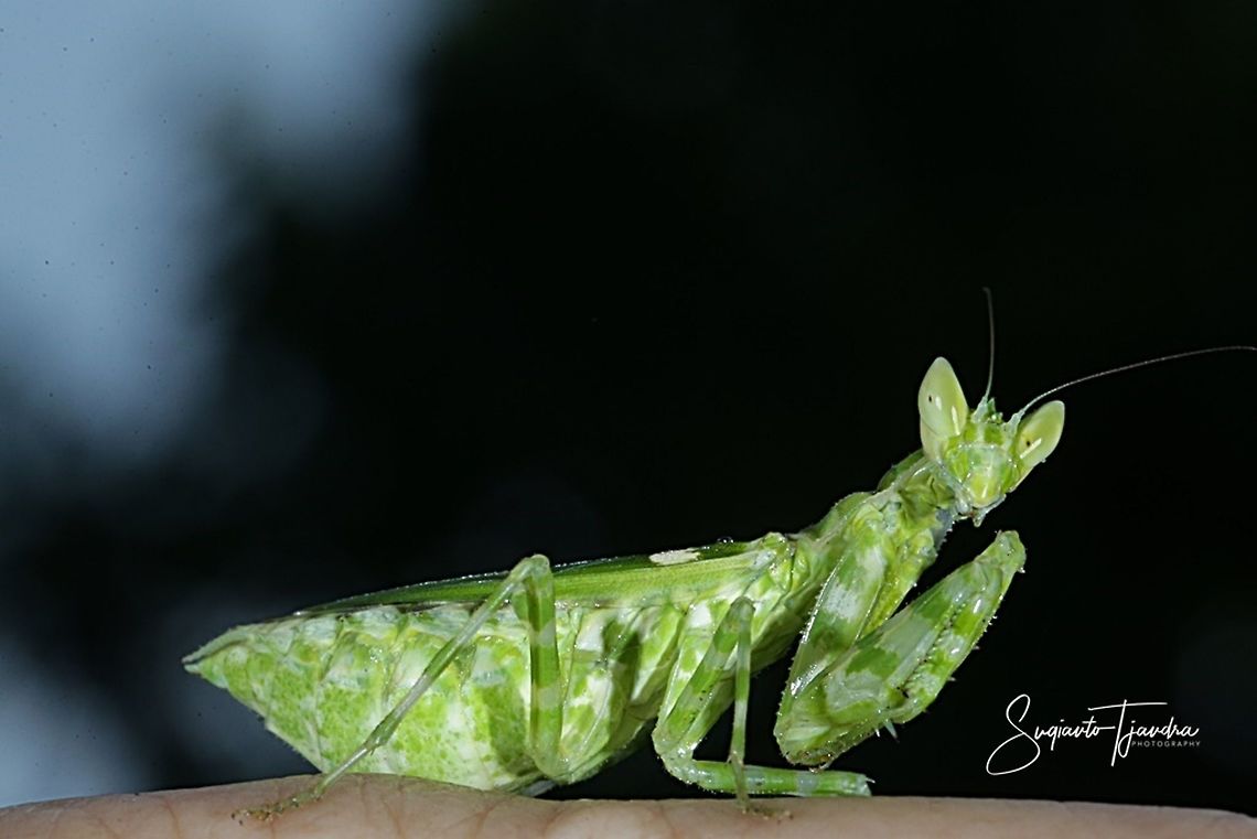 Flower mantis - Creobroter Sp  Fall,Geotagged,Indonesia