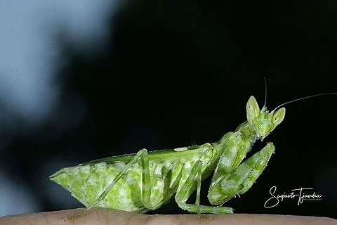 Flower mantis - Creobroter Sp  Fall,Geotagged,Indonesia