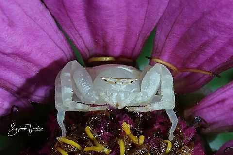 White crab spider (Misumena vatia)  Fall,Geotagged,Indonesia