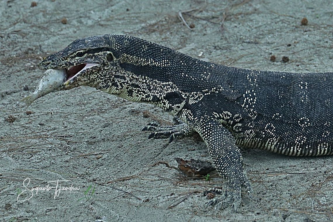 Biawak, Monitor Lizard  Fall,Geotagged,Indonesia,Varanus salvator,Water monitor