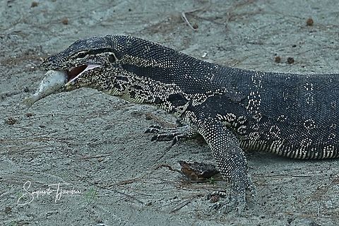 Biawak, Monitor Lizard  Fall,Geotagged,Indonesia,Varanus salvator,Water monitor