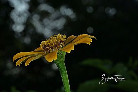 Yellow Zinnia flower  Fall,Geotagged,Indonesia