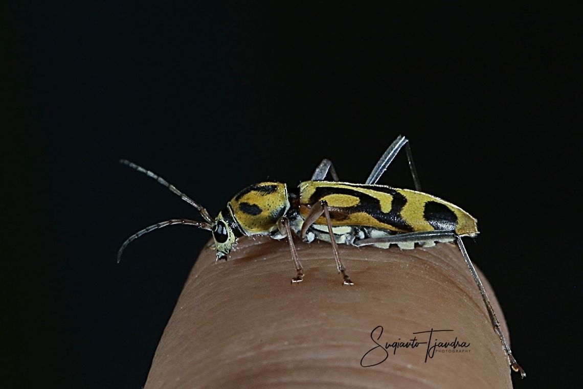 Bamboo Tiger Longhorn Beetle - Chlorophorus annularis (FAMILY CERAMBYCIDAE)  Chlorophorus annularis,Fall,Geotagged,Indonesia