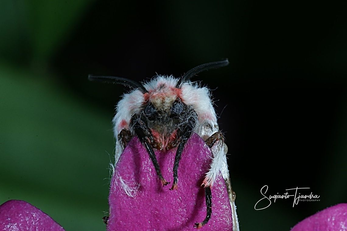 Tussock Moth (Lymantria marginalis)  Fall,Geotagged,Indonesia,Lymantria marginalis
