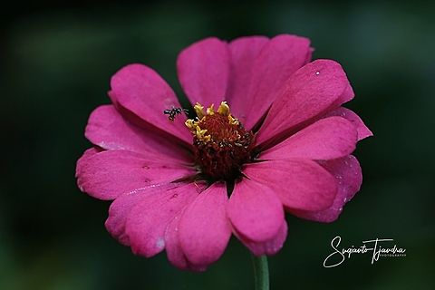 Stingless honey bee (Meliponini)  Fall,Geotagged,Indonesia