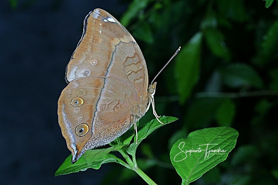 Autumn leaf butterfly, Doleschallia bisaltide  Autumn Leaf,Doleschallia bisaltide,Fall,Geotagged,Indonesia,Spring