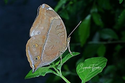 Autumn leaf butterfly, Doleschallia bisaltide  Autumn Leaf,Doleschallia bisaltide,Fall,Geotagged,Indonesia,Spring