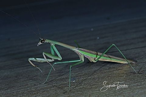 Praying Mantis, Mantidae  Fall,Geotagged,Indonesia